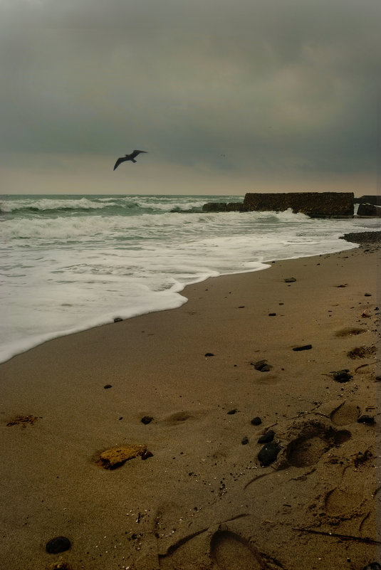 Море и чайка - Виктория Бондаренко