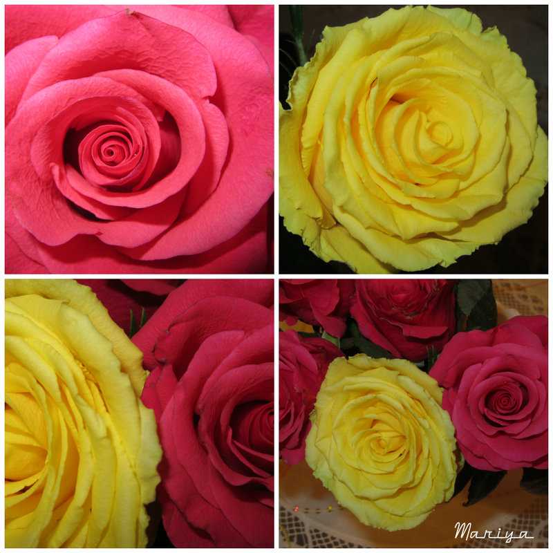 Розы - Mariya laimite