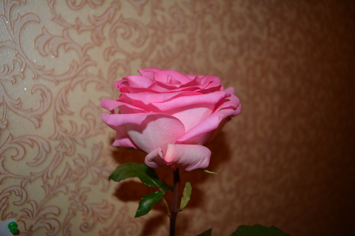 Нежная роза - Натали 