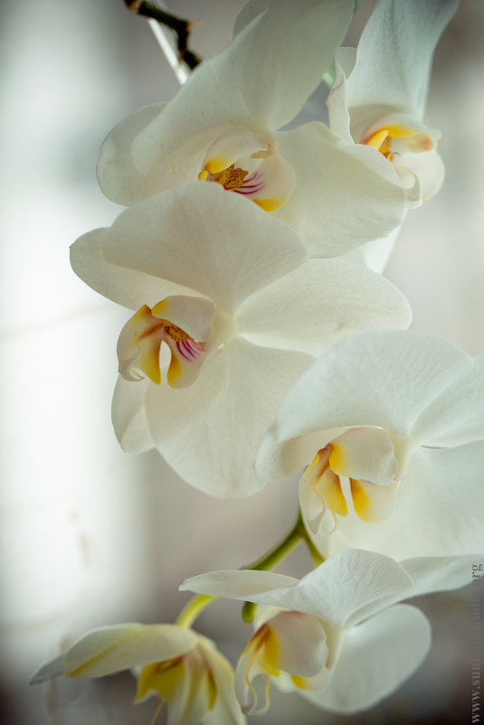 орхидея - Julia 