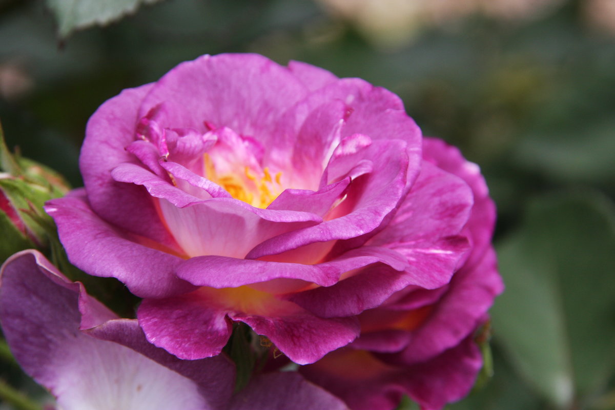Сиреневая роза(без фотошопа) - Антонина 