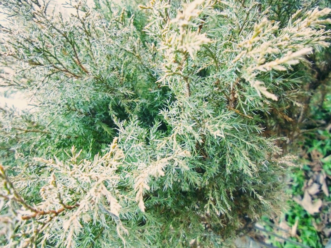 Зелёненькая трава - Мария Белогурова
