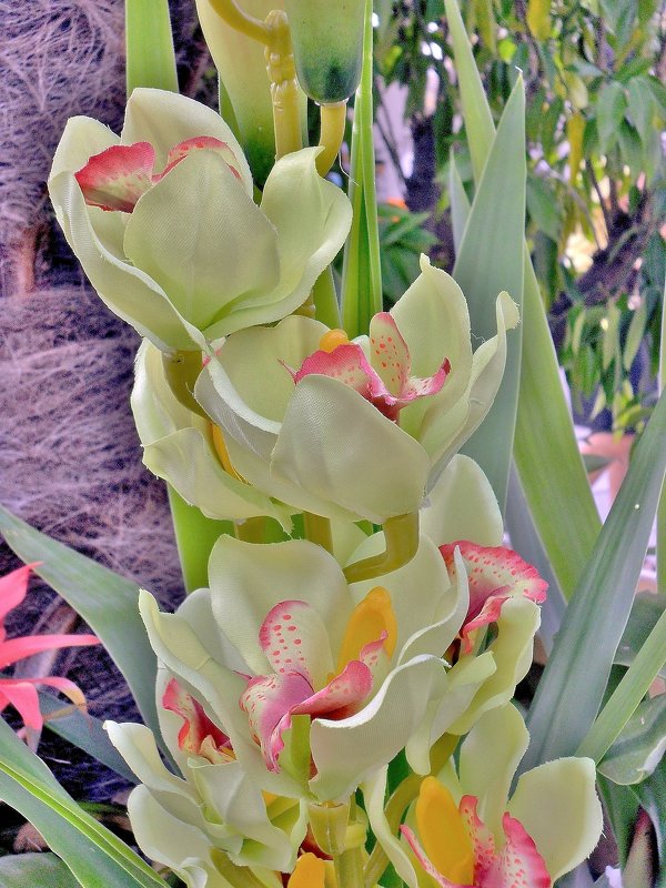 Орхидеи - Irine kolesova 