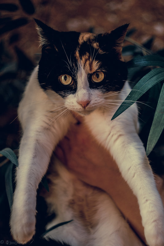 кошка из приюта - Виктория Коломиец