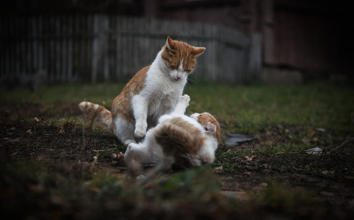 " Выяснение отношений" - Игорь Сорокин