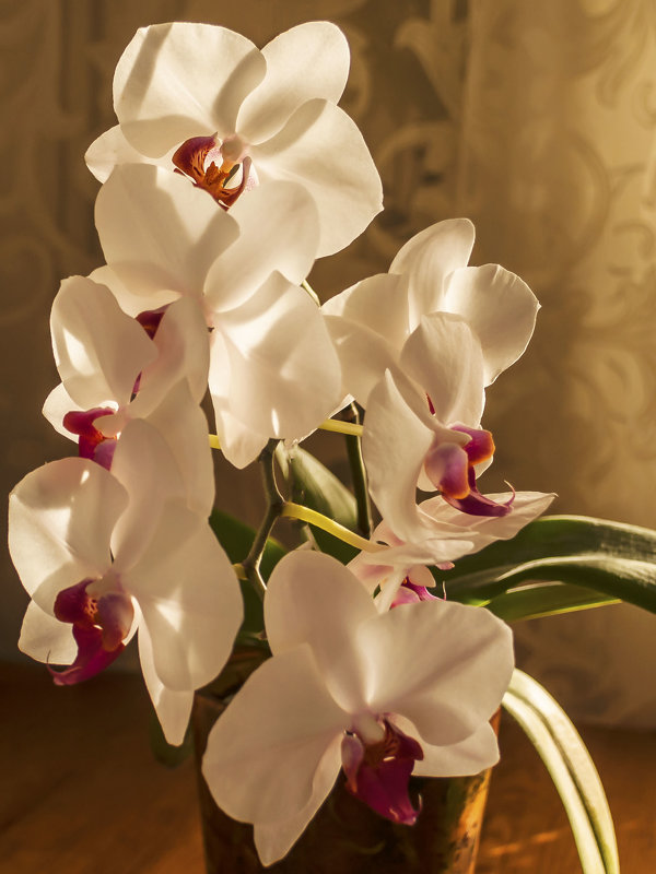 Орхидея - Андрей 