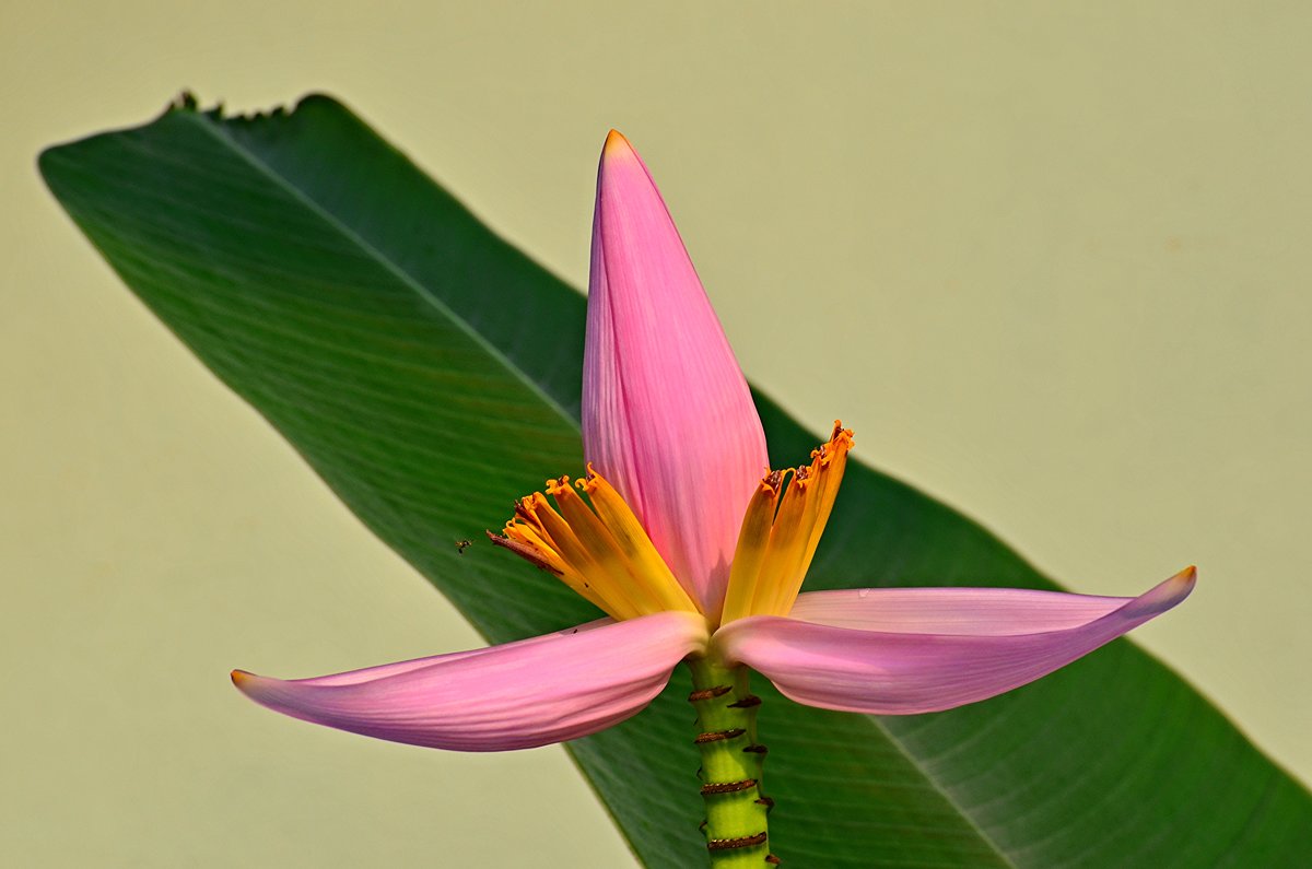 flowers Thailand - Дмитрий Боргер