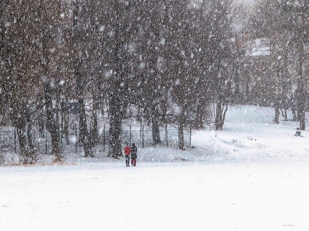 People, snowstorm, trees. - Илья В.