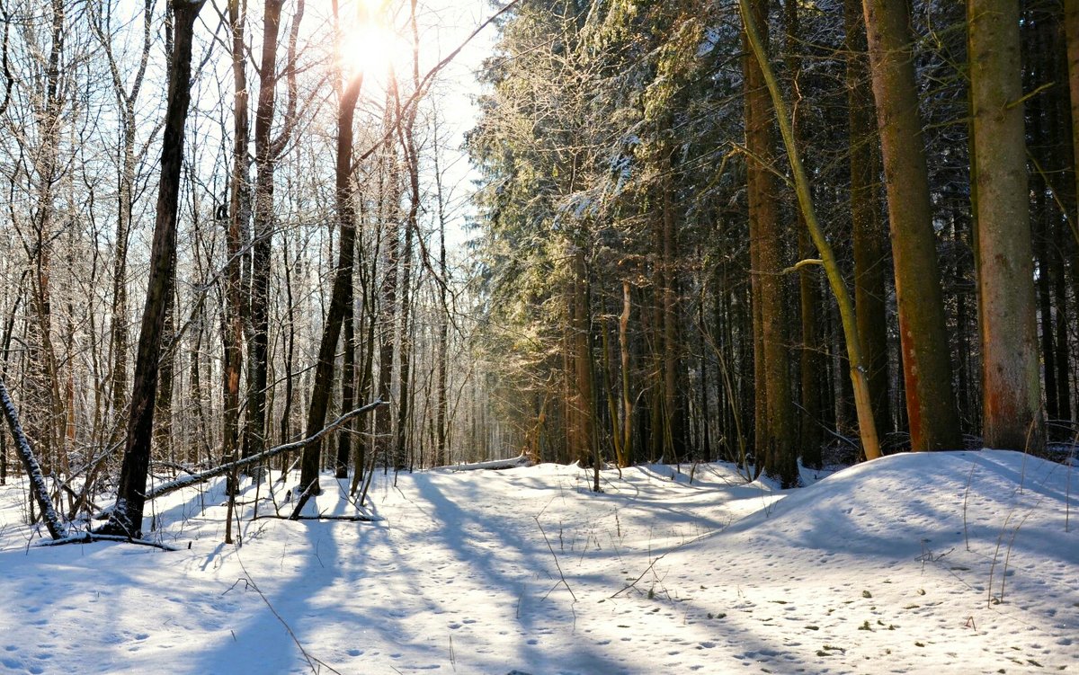 В лесу ещё зима - Милешкин Владимир Алексеевич 