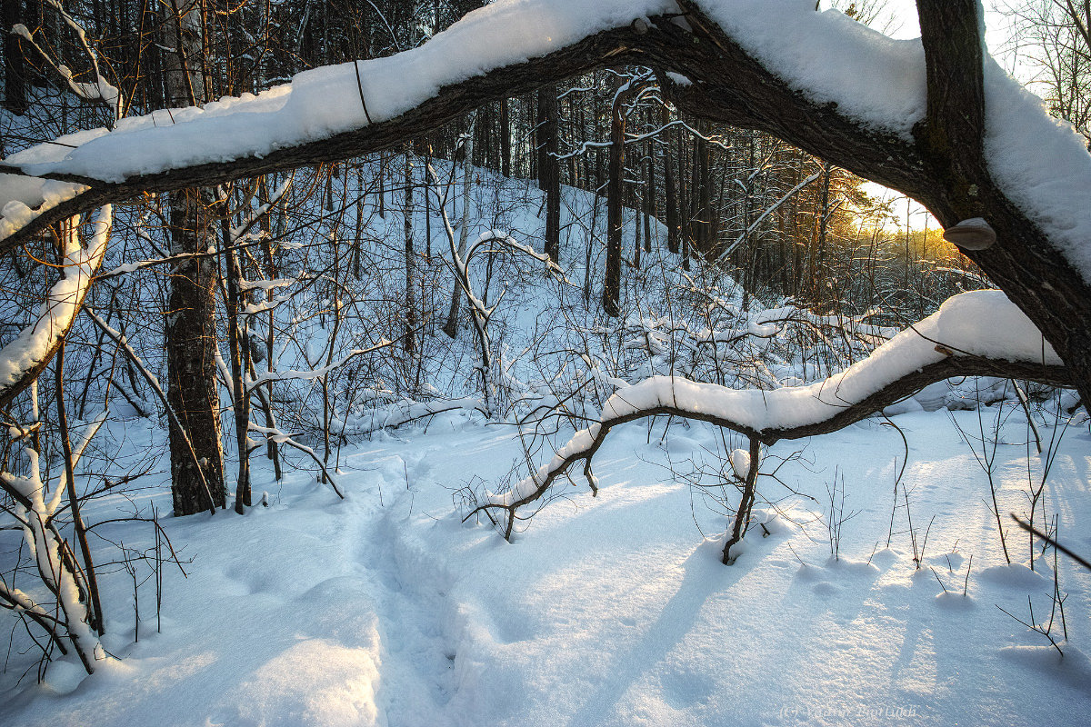 Тропинка в зимнем лесу. - Vadim Piottukh 