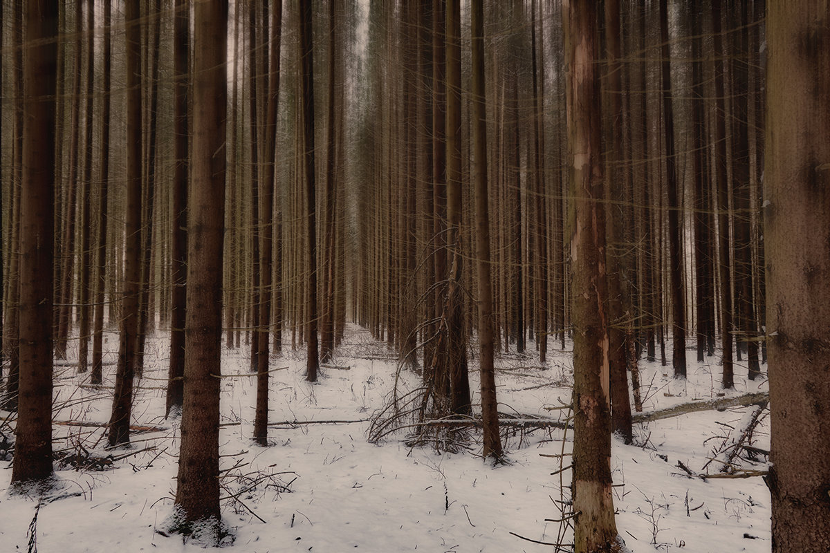мистический лес - Дмитрий Булатов