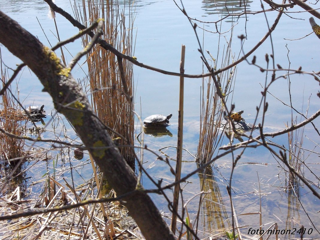 Озеро с черепахами в Мухиной балке - Нина Бутко