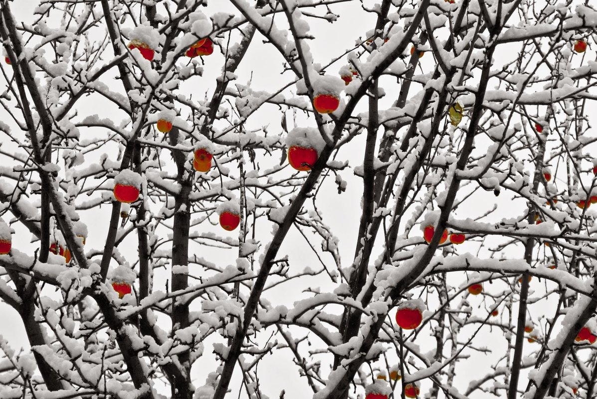Яблоки на снегу... - владимир 
