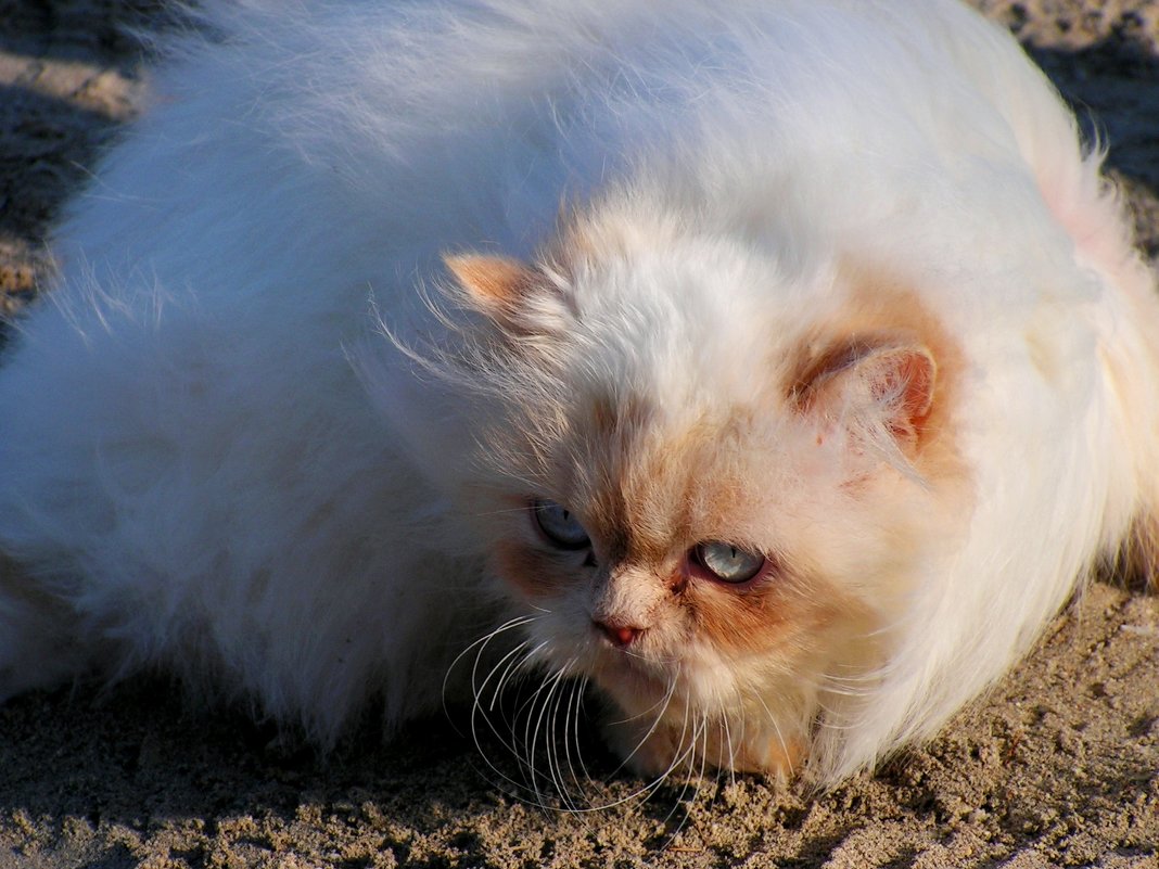 1 марта - Международный день кошек - Елена Даньшина