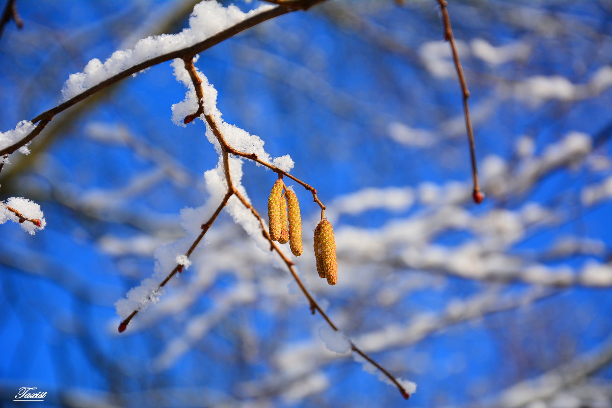 Золотые серёжки на зимних ветвях - Sergey (Apg)