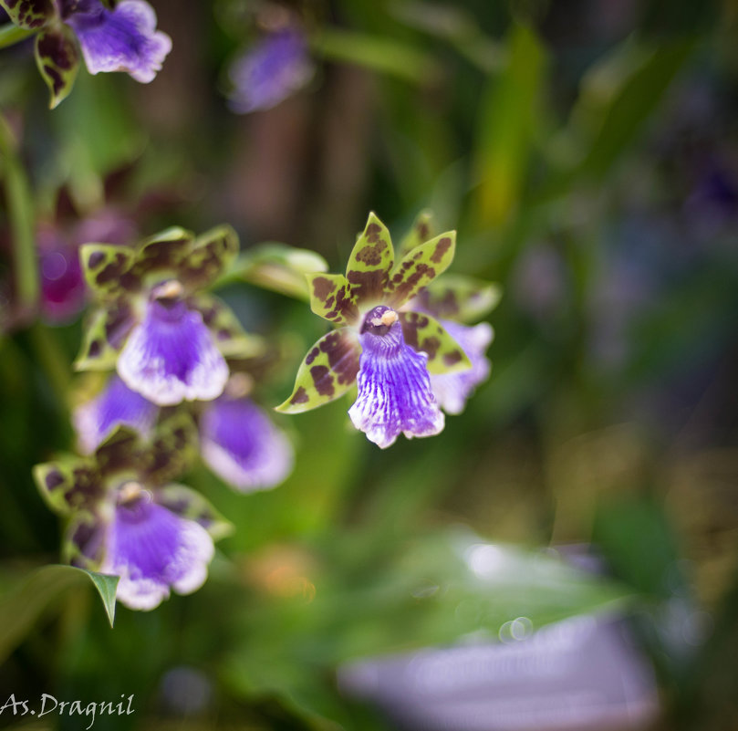Орхидеи - Астарта Драгнил