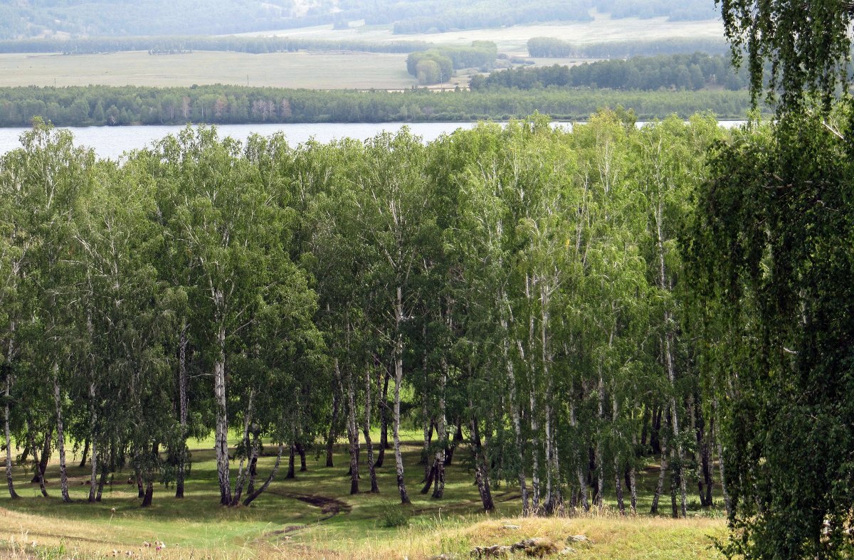 Берёзовая роща - Вера Щукина