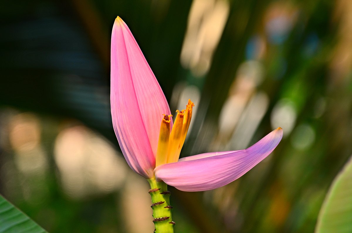 Цветы Таиланда - Дмитрий Боргер