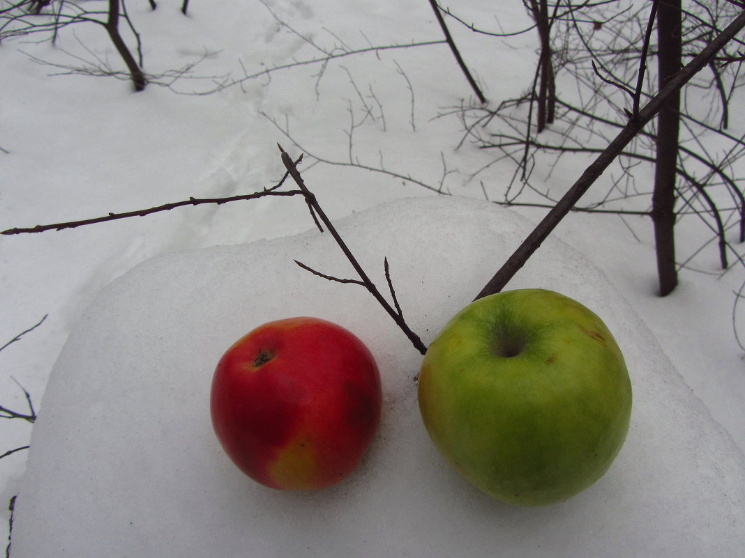 Яблоки на снегу - Андрей Лукьянов