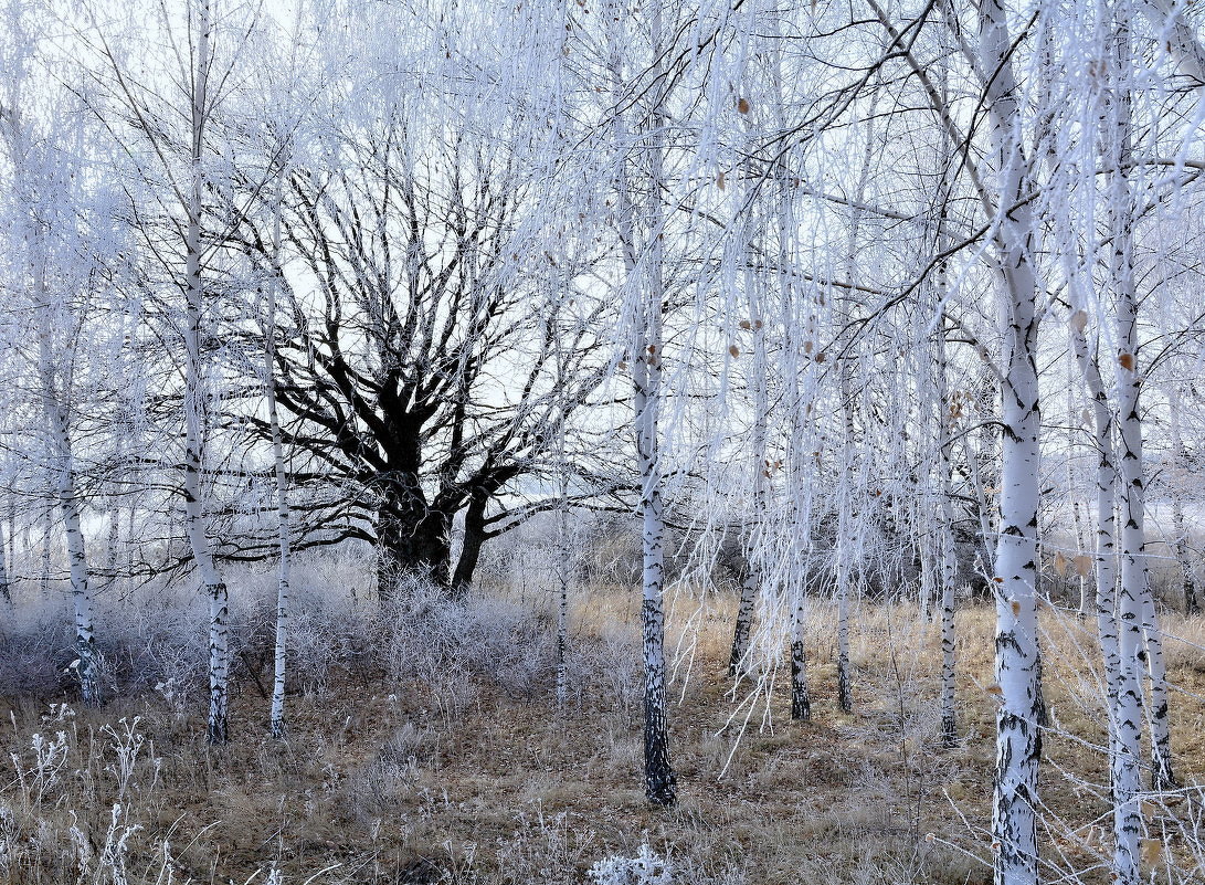Зимний бал - Мария Богуславская