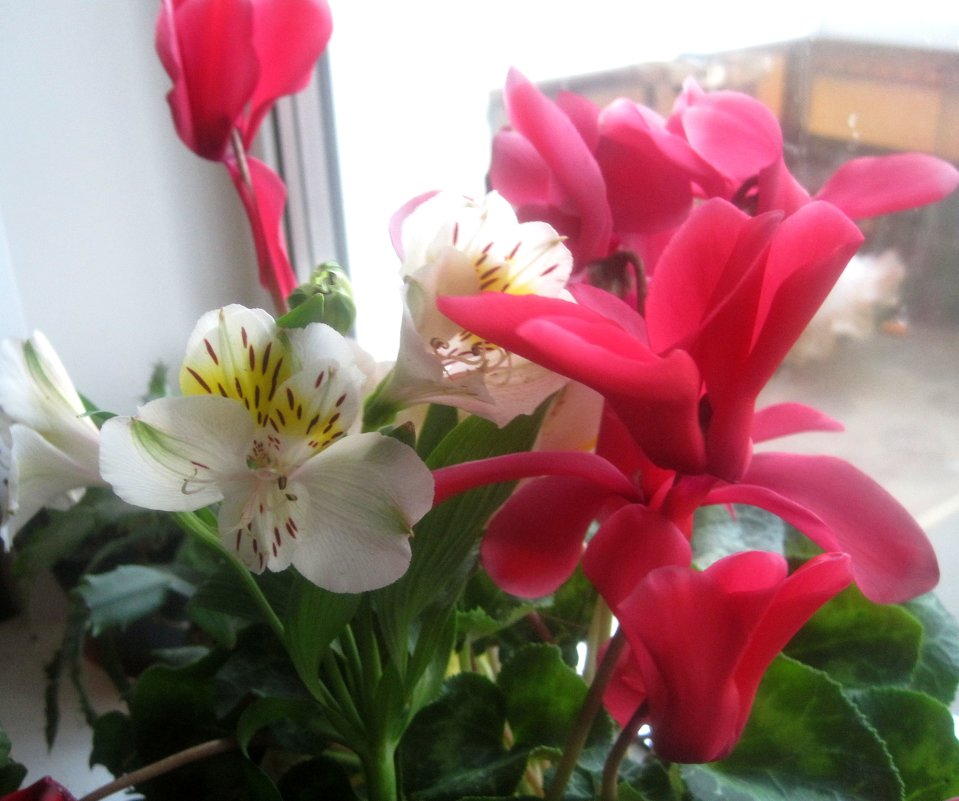 Цветы украшают мой дом - Елена Семигина