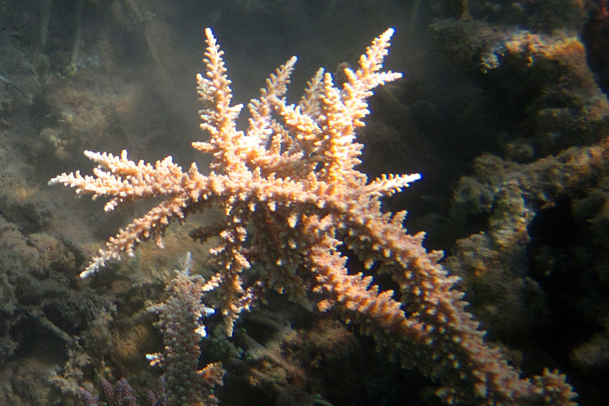 Ветка коралла - Lukum 