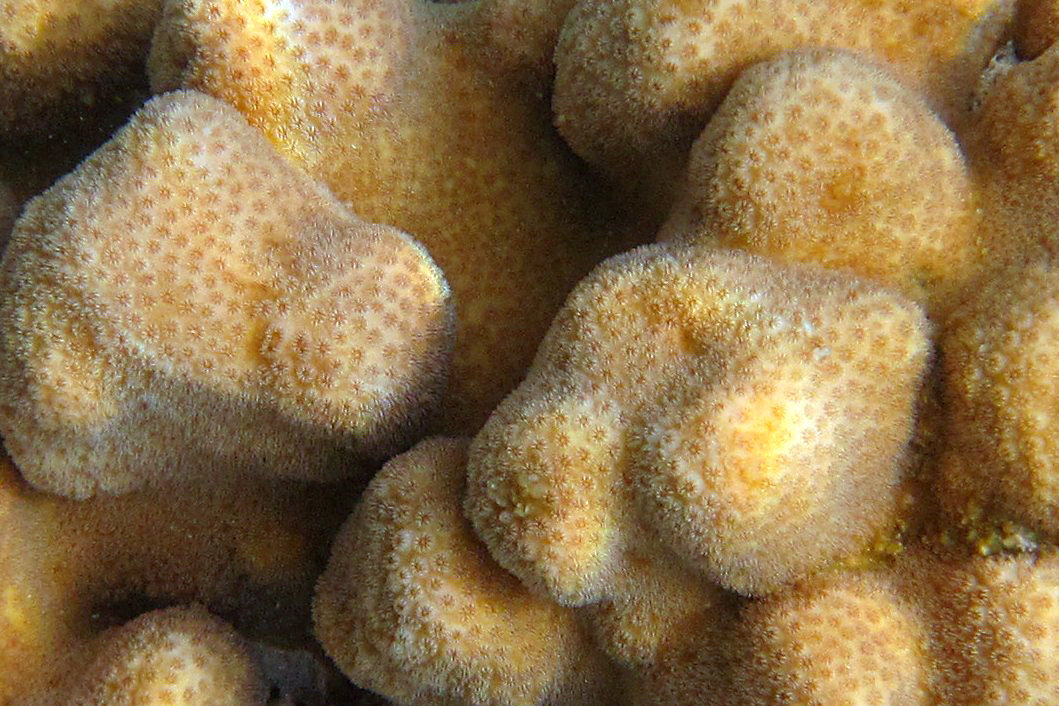 Коралл при близком рассмотрении - Lukum 