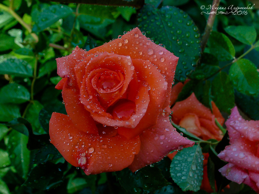 Розы после дождя_2 - Mikhail Andronikov