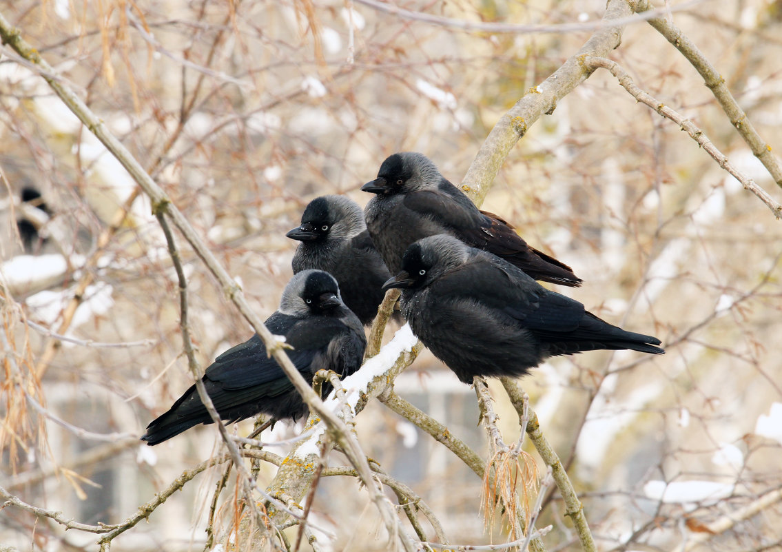 Jackdaws - Евгений Балакин