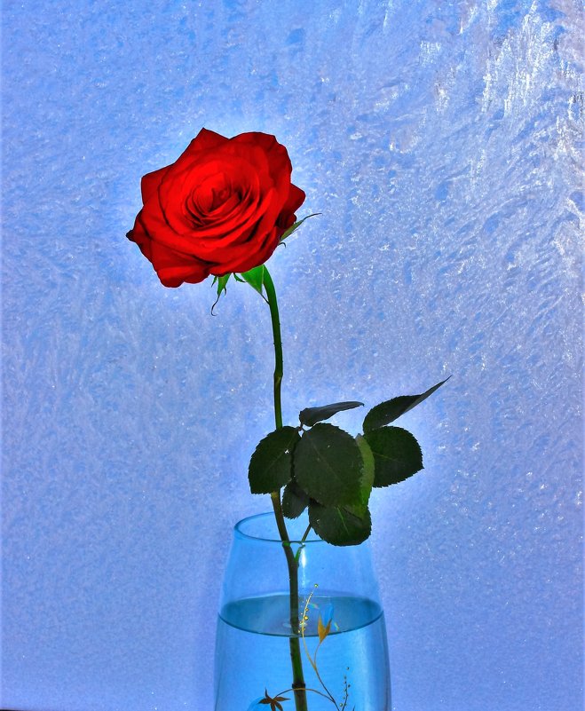 Роза на замёрзшем окне - Сергей Чиняев 