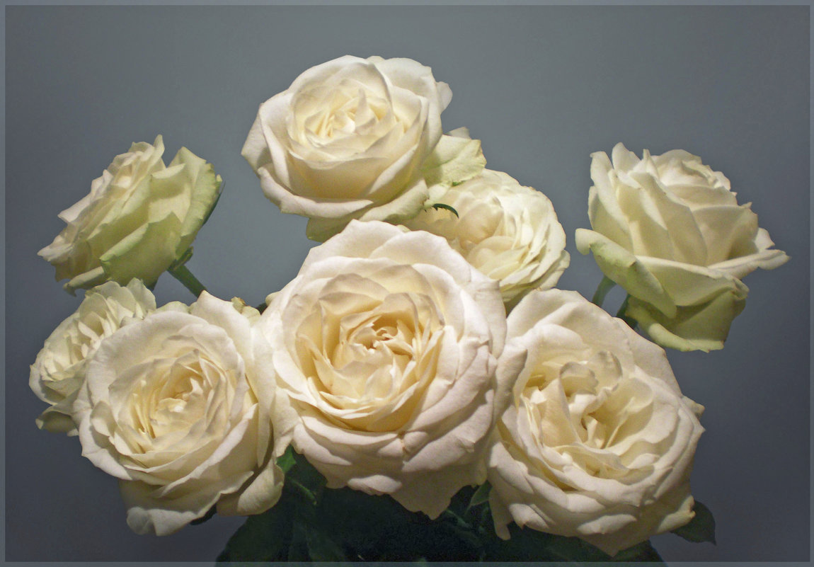 Белые розы - Эля Юрасова