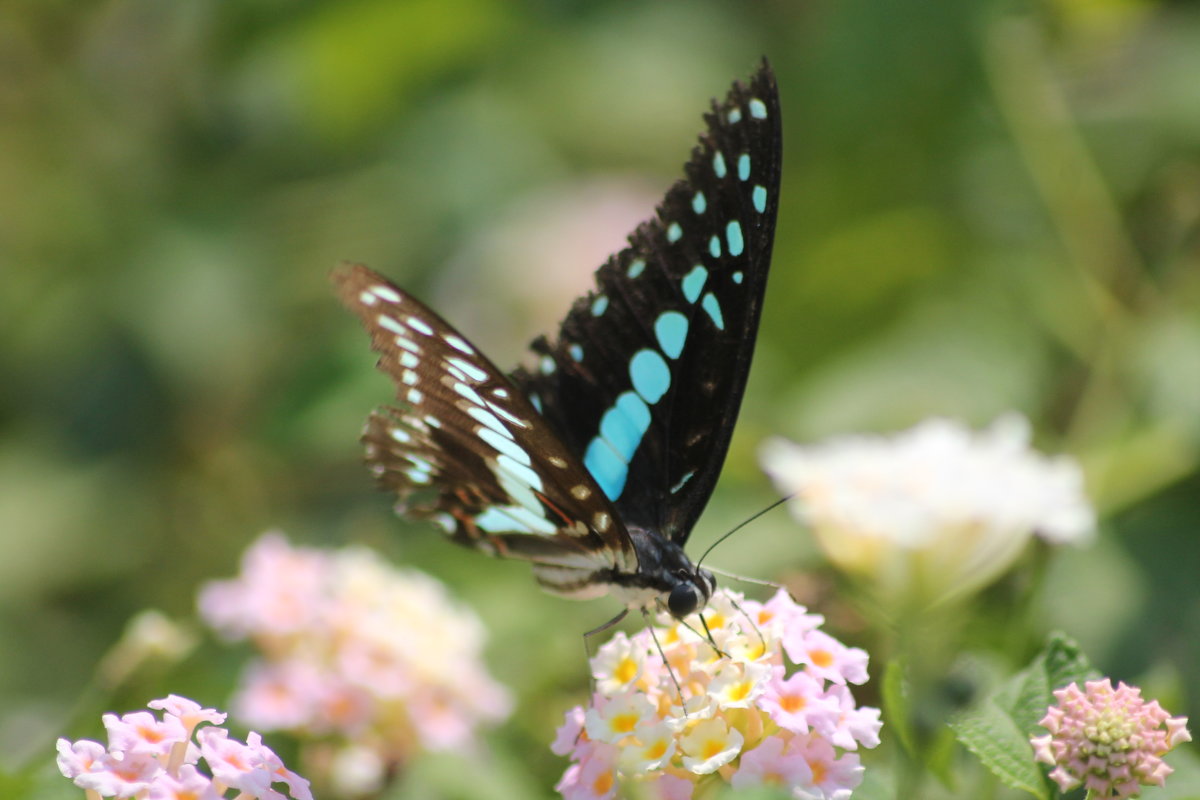 Бабочка на цветке - maikl falkon 