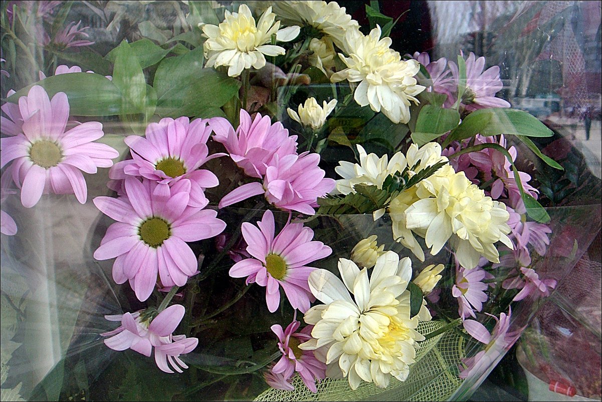 Хризантемы за стеклом - Нина Корешкова