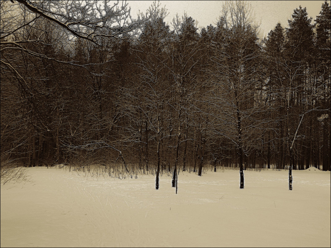 winter forest - Юлия Денискина