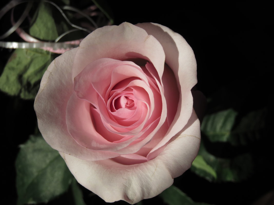 Розовая нежность - Анастасия Iva