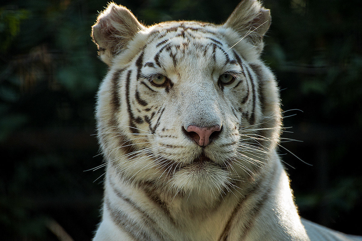 Белый тигр - Игорь Николаич