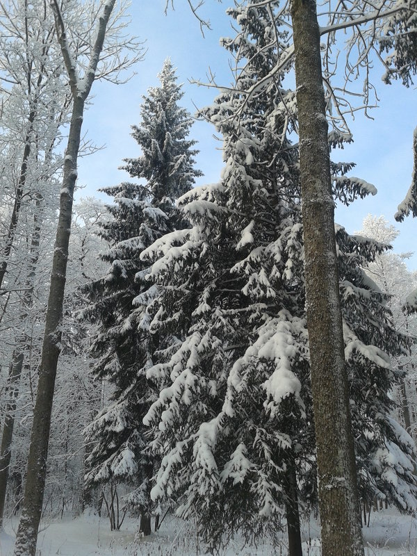 Зима - Сапсан 