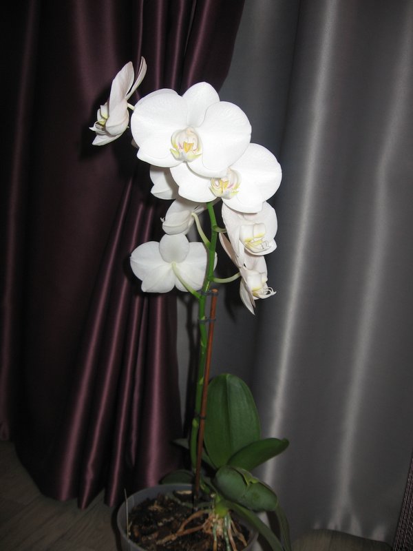 Орхидея домашняя - Владимир 