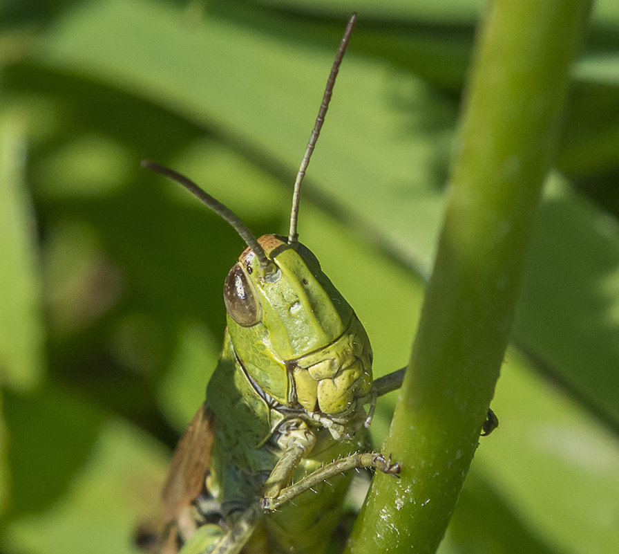 ... - civettina ...