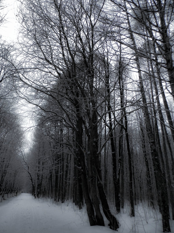 winter forest - Юлия Денискина