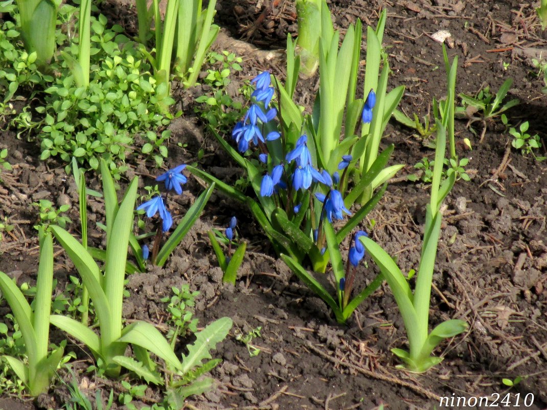 Голубоглазая весна - Нина Бутко