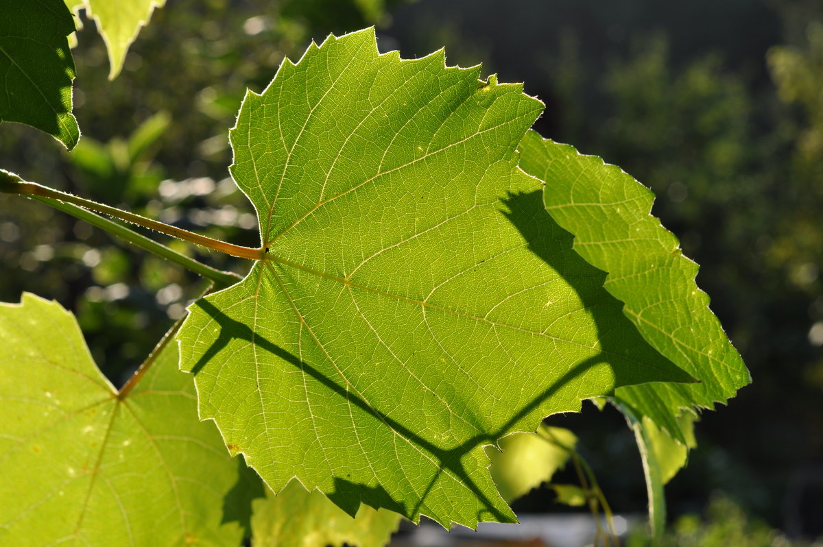 Лист винограда на солнце - Сергей Тагиров
