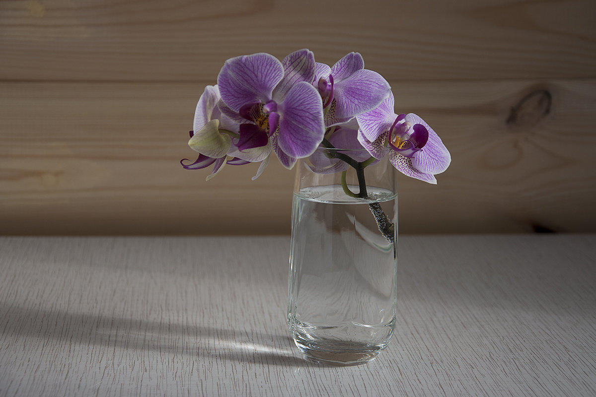 Орхидейно-весенняя - Елена Попова