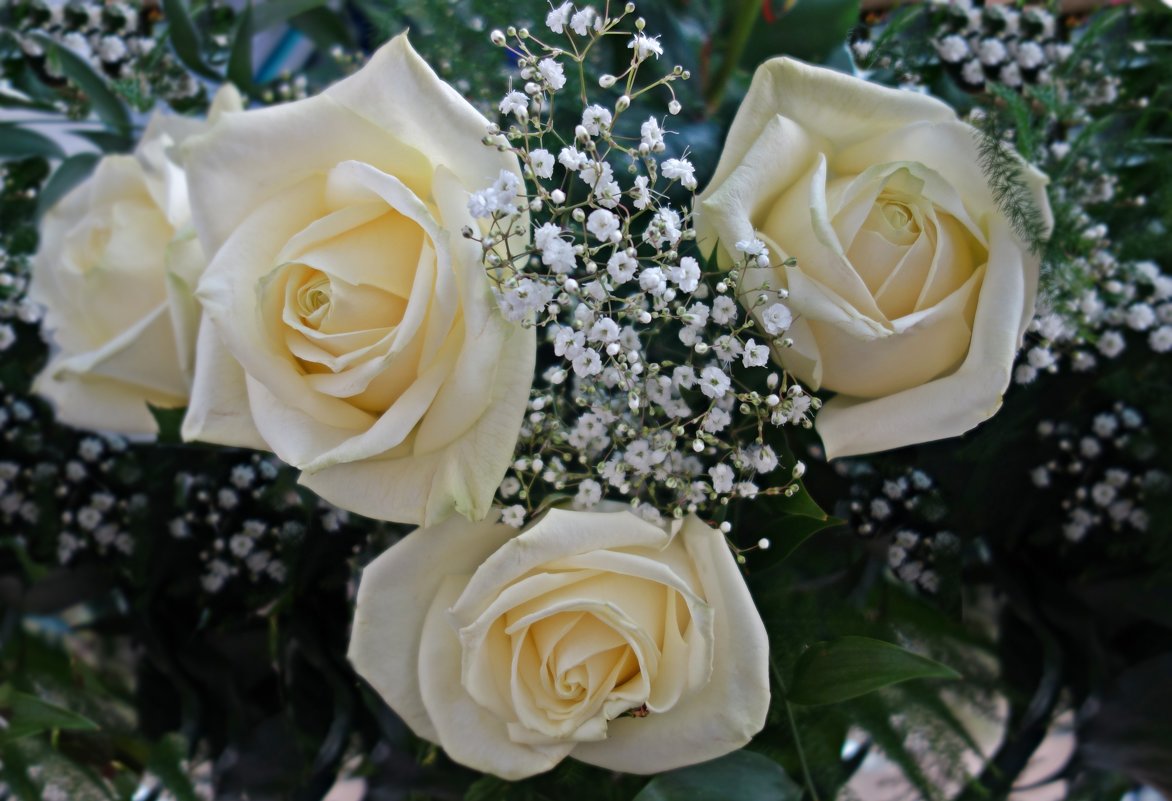 ...Шепчет нам красная роза о страсти,   Белая роза - о нежной любви.... - Galina Dzubina