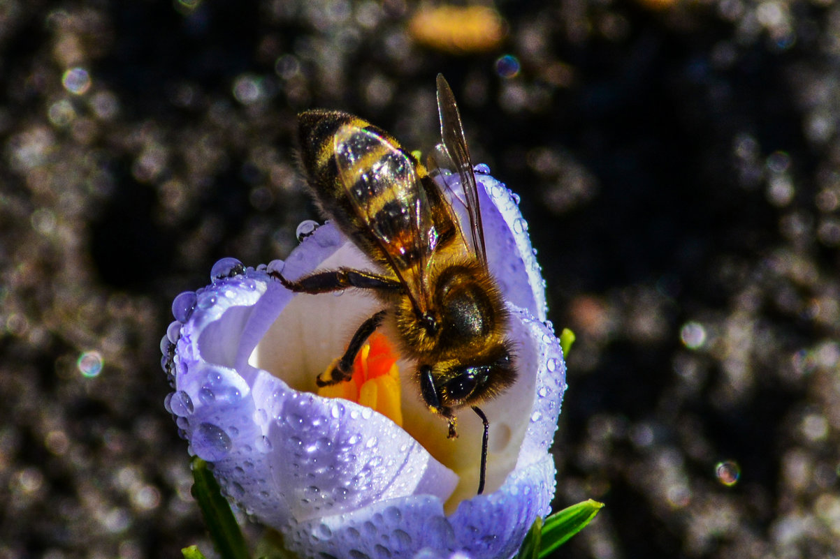 пчелка майя - ALEXANDR L