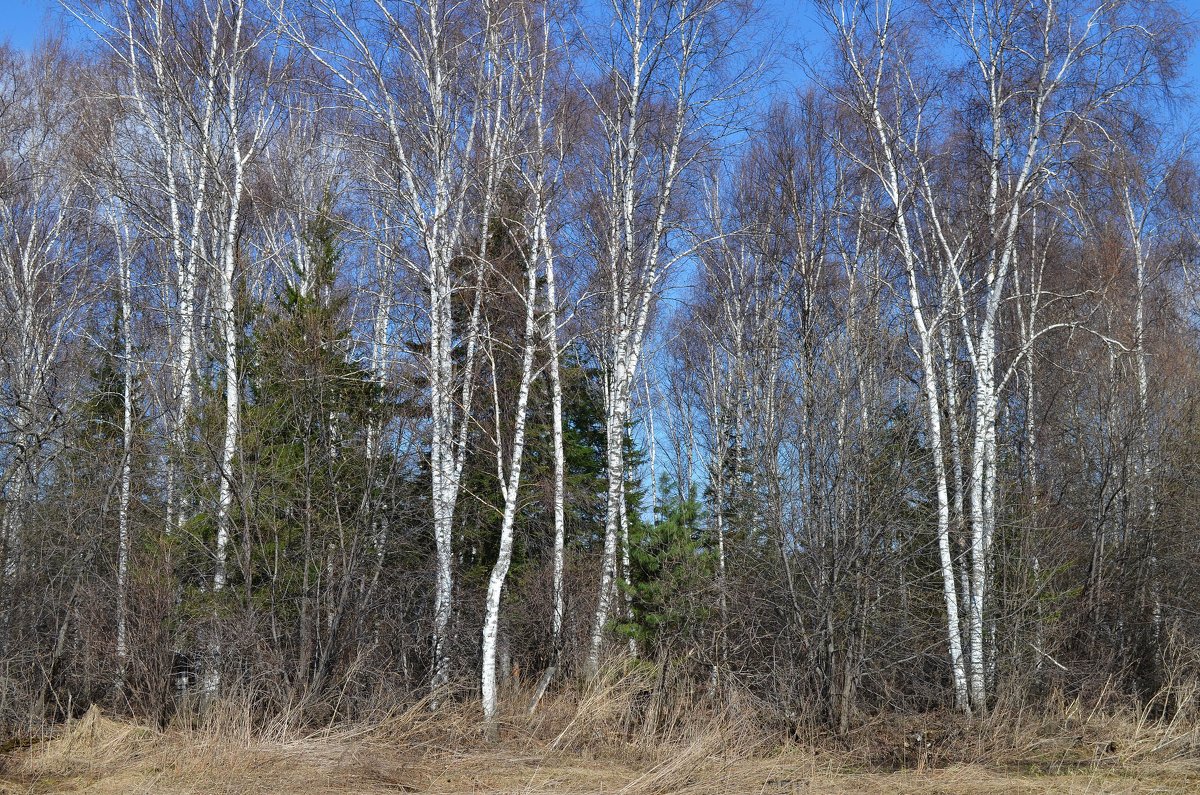 Весенний лес - Вера Андреева