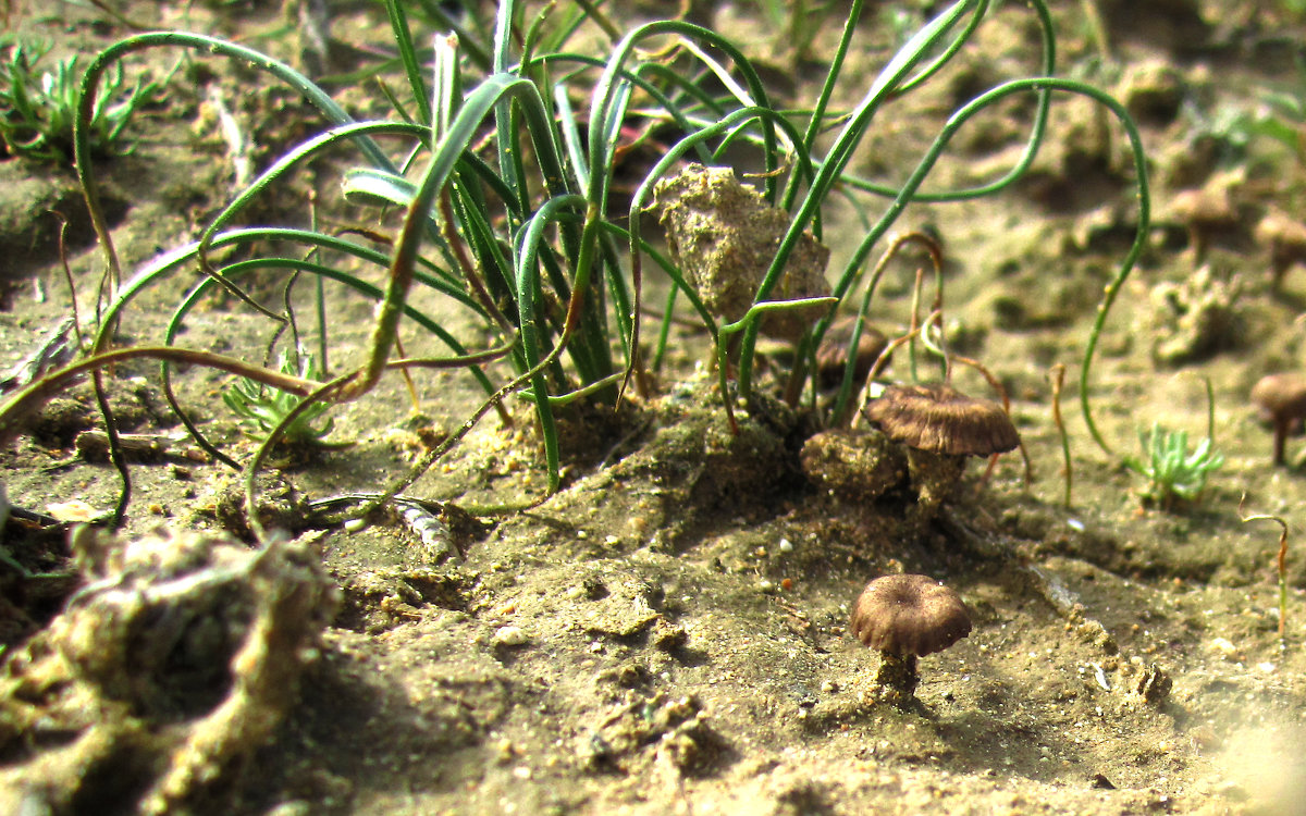 Микромир...или Первые весенние грибочки - Любовь Яшник