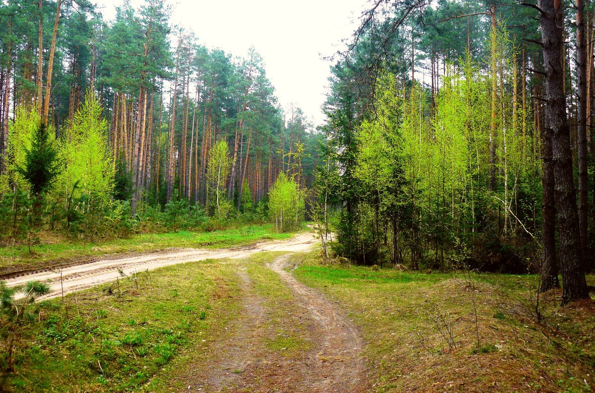 весенний лес - Леонид Натапов