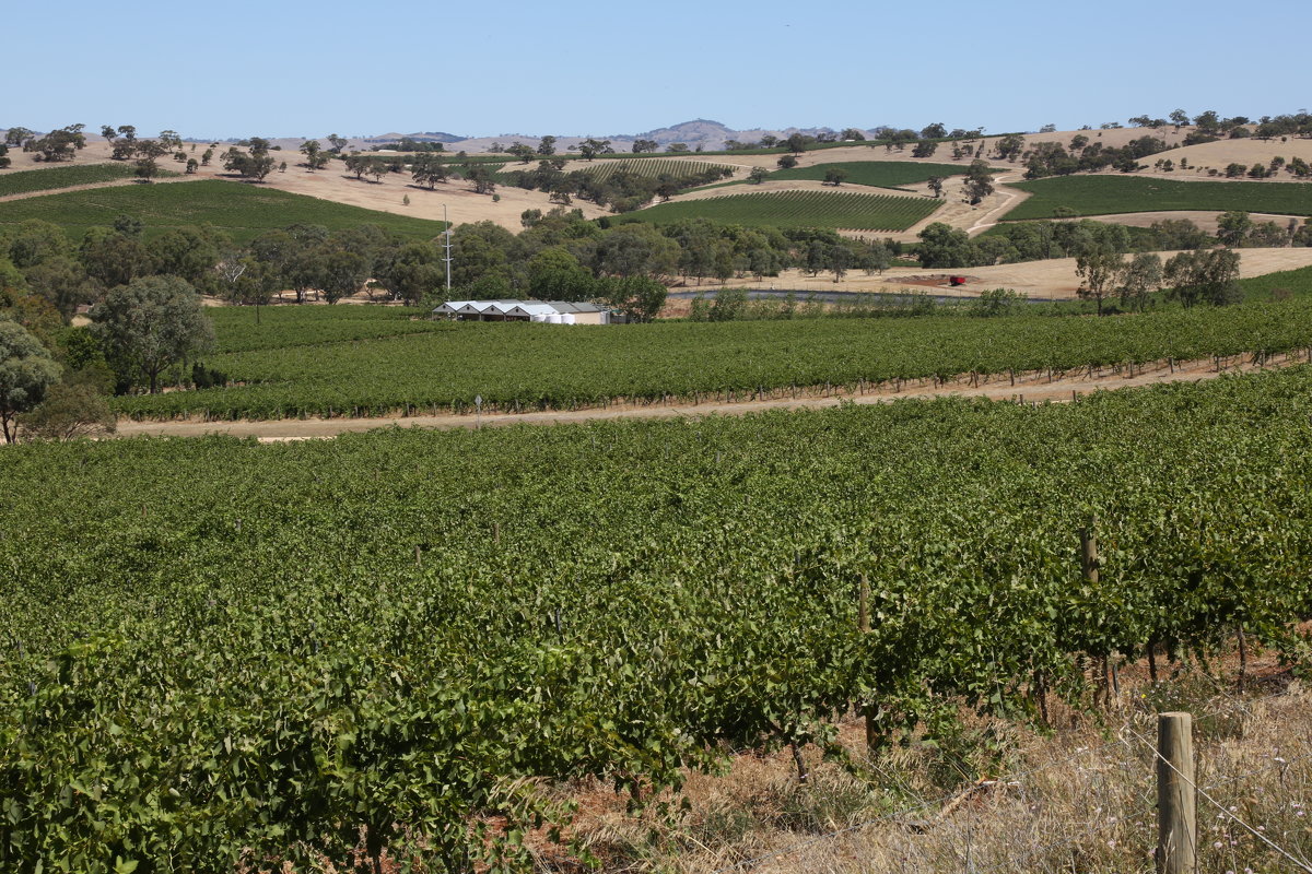 Знаменитые виноградники Австралии - Антонина 