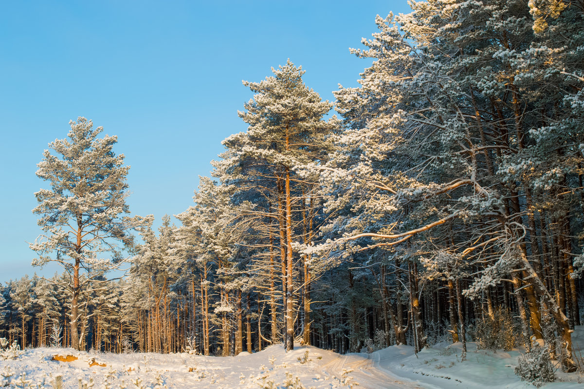 Зимний лес - Илья Романов